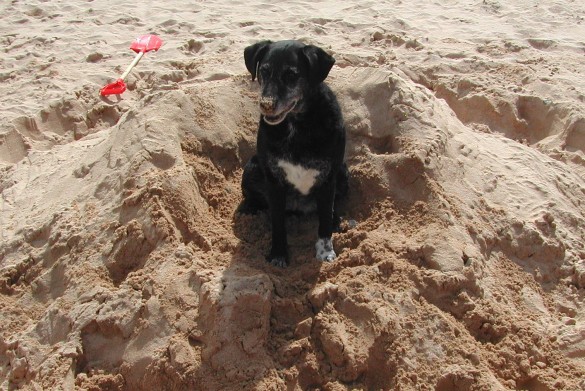 Chillidog